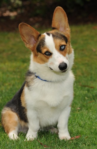 corgi