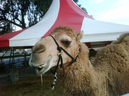 Camel1