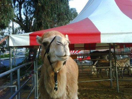 Camel2