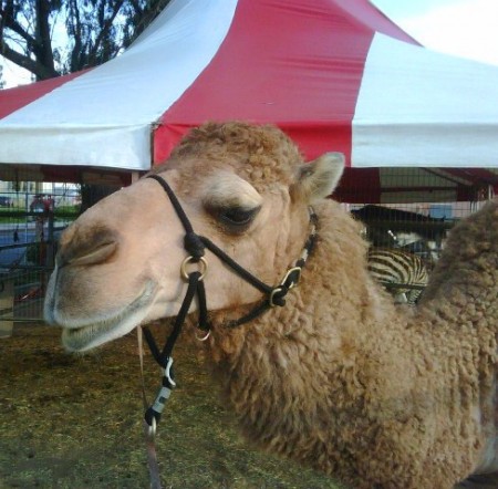 Camel3
