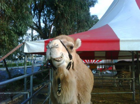 Camel4