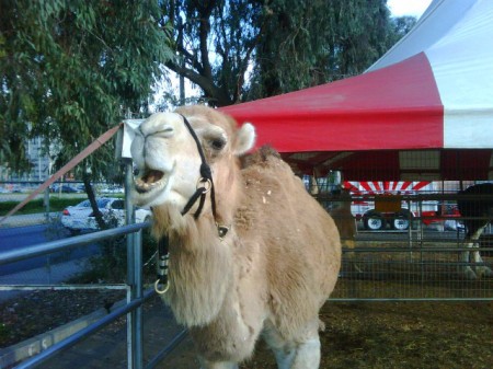 Camel5