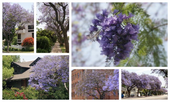 PurplePasadena