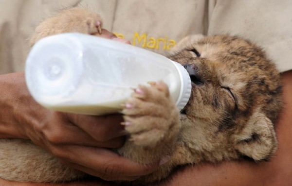 lion