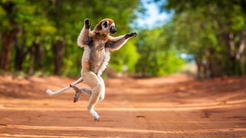 madagascar