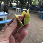 IMG_3718