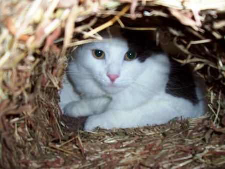 Kitty kouka skr