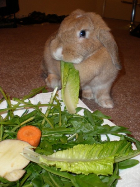 Pufus Bday