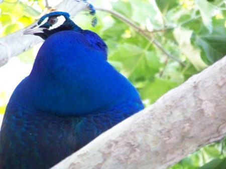100_0149sm.JPG