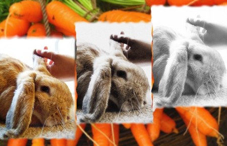 Banu-Carrot copysm